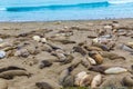 California Elephant Seals in Piedras Blancas point Big Sur