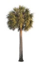 California Fan Palm Tree