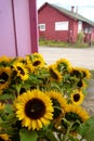 California: farm stand sunflowers