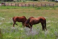 California Farms Series - Chestnut Horse with White Star grazing in a field of flowers