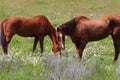 California Farms Series - Pair of Chestnut Horse with White Star grazing in a field of flowers Royalty Free Stock Photo