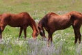 California Farms Series - Pair of Chestnut Horse with White Star grazing in a field of flowers Royalty Free Stock Photo