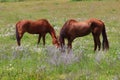 California Farms Series - Pair of Chestnut Horse with White Star grazing in a field of flowers Royalty Free Stock Photo