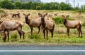 California Friendly Elk Royalty Free Stock Photo