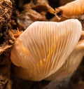 California Fungi Mushroom Macro on brown background at Sugarloaf State Park California