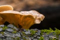 California Fungi Mushroom Macro on brown background at Sugarloaf State Park California