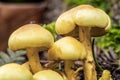 California Fungi Mushroom Macro on brown background at Sugarloaf State Park California