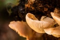 California Fungi Mushroom Macro on brown and green background at Sugarloaf State Park California