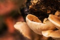 California Fungi Mushroom Macro on brown and green background at Sugarloaf State Park California