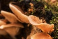 California Fungi Mushroom Macro on brown and green background at Sugarloaf State Park California