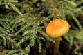 California Fungi Yellow Mushroom Macro among green fern leafs at Sugarloaf State Park California