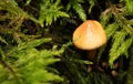 California Fungi Yellow Mushroom Macro among green fern leafs at Sugarloaf State Park California