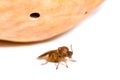California Gall Wasp, Andricus quercuscalifornicus