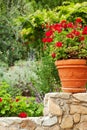 California garden perennials Royalty Free Stock Photo