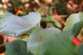 California Garden Series - Calla Lily - Zantedeschia - with Beetle Royalty Free Stock Photo