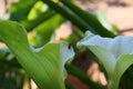 California Garden Series - Calla Lily - Zantedeschia - with Beetle Royalty Free Stock Photo