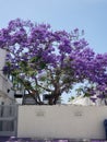 California Garden Series - Drought Tolerant Xeriscape - Jacaranda Tree in Bloom in a San Diego Garden