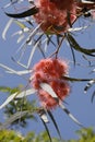 California Garden Series - Eucalyptus Tree Red Gum Flowers and Gum Nuts - Corymbia ficifolia Royalty Free Stock Photo