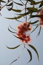 California Garden Series - Eucalyptus Tree Red Gum Flowers and Gum Nuts - Corymbia ficifolia Royalty Free Stock Photo