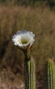 California Garden Series - Large White Blossom on Cactus Plant - Golden Torch Cactus (Trichocereus âSpachianaâ)