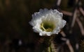 California Garden Series - Large White Blossom on Cactus Plant - Golden Torch Cactus (Trichocereus âSpachianaâ)