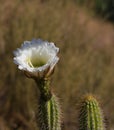 California Garden Series - Large White Blossom on Cactus Plant - Golden Torch Cactus (Trichocereus âSpachianaâ) Royalty Free Stock Photo