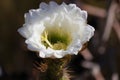 California Garden Series - Large White Blossom on Cactus Plant - Golden Torch Cactus (Trichocereus âSpachianaâ) Royalty Free Stock Photo