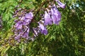 California Garden Series - lavender purple Jacaranda Tree Blossoms - Jacaranda mimosifolia Royalty Free Stock Photo