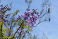 California Garden Series - lavender purple Jacaranda Tree Blossoms - Jacaranda mimosifolia Royalty Free Stock Photo