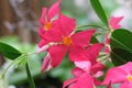 California Garden Series - Mandevilla - Apocynaceae