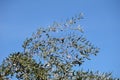 California Garden Series - Olive Tree with ripe olives - Olea europaea