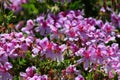 California Garden Series - Pink flowering lemon scented geranium plant