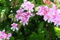 California Garden Series - Pink flowering lemon scented geranium plant