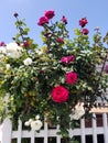 California Garden Series - Red and White Roses with White Fence