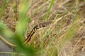 A California Garter Snake peeking its head out among the grass trail side in a San Francisco Bay Area Park Royalty Free Stock Photo