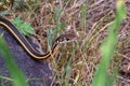 A California Garter Snake peeking its head out among the grass trail side in a San Francisco Bay Area Park