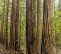 California Giant Redwood Trees, Muir Woods, Mill Vallley CAl Royalty Free Stock Photo