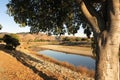 California golden hills Alameda Creek in Fremont, California Royalty Free Stock Photo