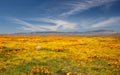 California Golden Orange Poppies and desert sage flowers under blue cirrus sky in the high desert of southern California Royalty Free Stock Photo