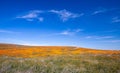 California Golden Poppy field in the southern California high desert Poppy Preserve Royalty Free Stock Photo