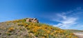 California Golden Poppies on desert hill under cirrus cloudscape in high desert of southern California Royalty Free Stock Photo