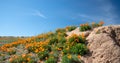 California Golden Poppies on desert hill under cirrus cloudscape in high desert of southern California Royalty Free Stock Photo