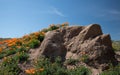 California Golden Orange Poppies on desert hill under cirrus cloudscape in high desert of southern California Royalty Free Stock Photo