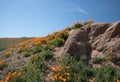 California Golden Orange Poppies on desert hill in high desert of southern California Royalty Free Stock Photo