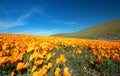 Field of California Golden Poppies on hill during springtime super bloom in southern California Antelope Valley Poppy Preserve