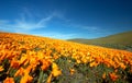 California Golden Poppies on rolling hill during springtime superbloom in the southern California high desert Poppy Preserve Royalty Free Stock Photo