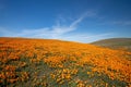 Field of California Golden Poppies on rolling hills under blue cirrus skies in the southern California high desert Poppy Preserve Royalty Free Stock Photo