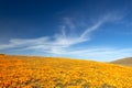 Field of California Golden Poppies on rolling hill during springtime superbloom in southern California Antelope Valley Poppy Prese