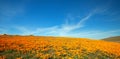 Field of California Golden Poppies on hill during springtime superbloom in southern California Antelope Valley Poppy Preserve