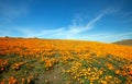 Superbloom field of California Golden Poppies on hill under blue skies in southern California Antelope Valley Poppy Preserve Royalty Free Stock Photo